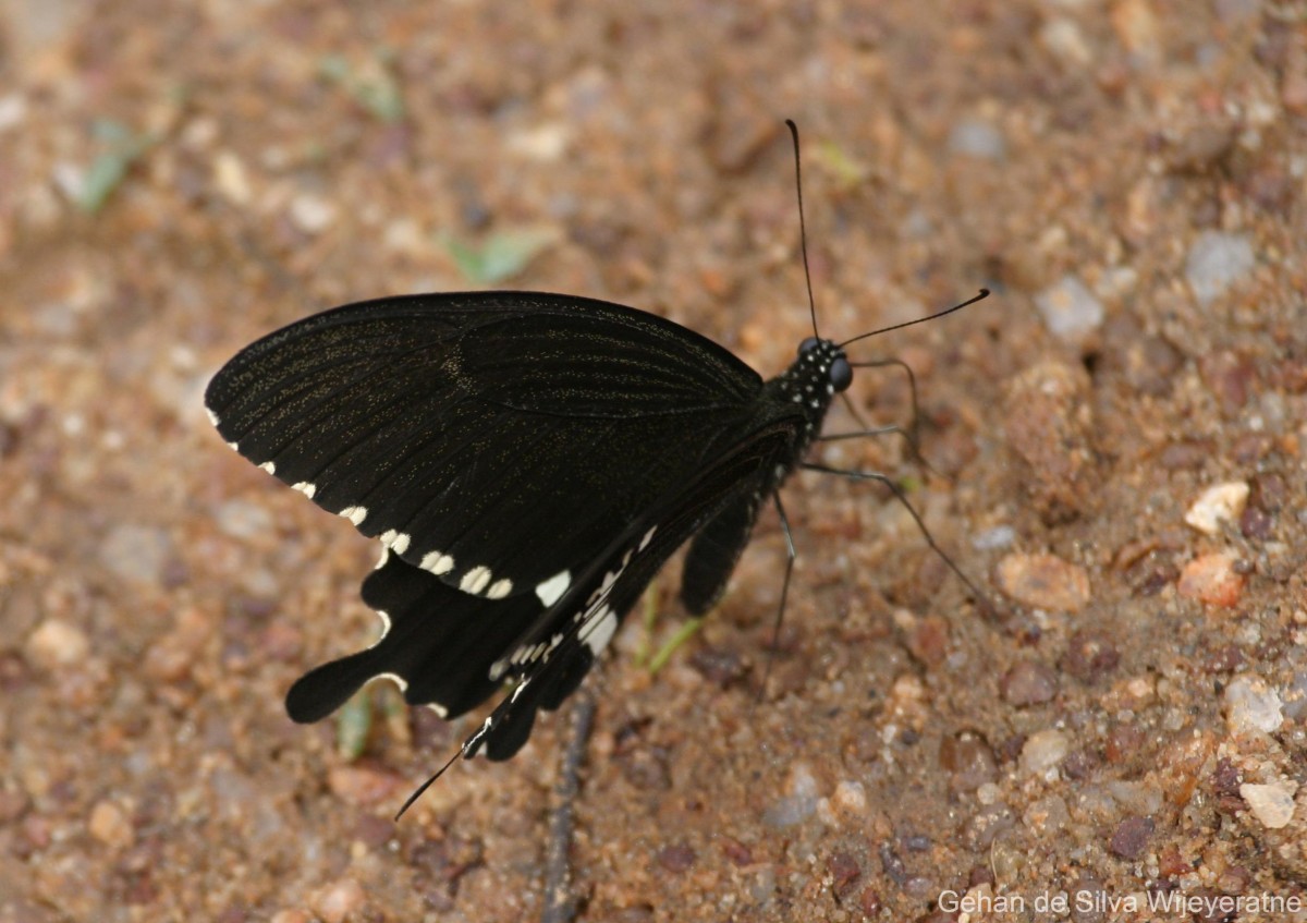 Papilio polytes Linnaeus, 1758